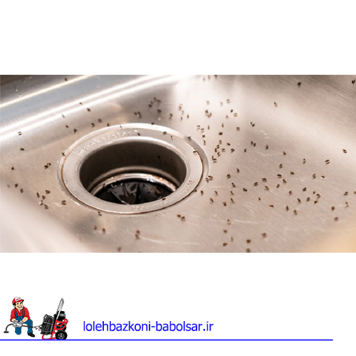 از بین بردن حشرات